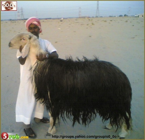 گەورەترین مەڕ لە جیهاندا!